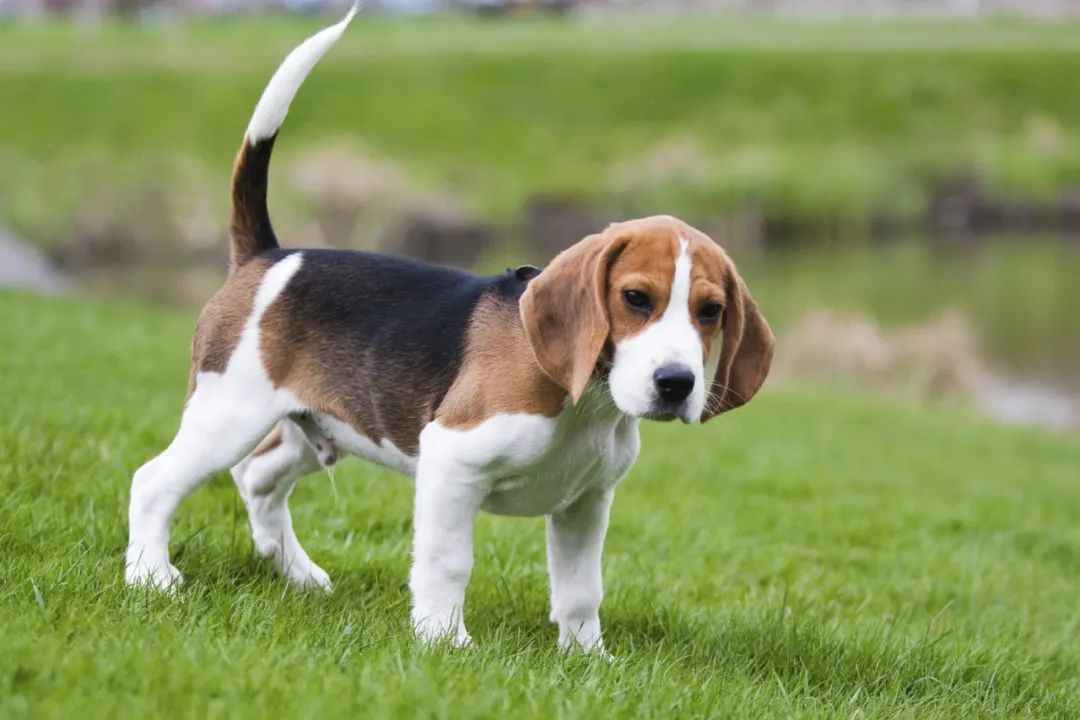 From Royal Hunting Grounds to Loyal Companions in Modern Homes