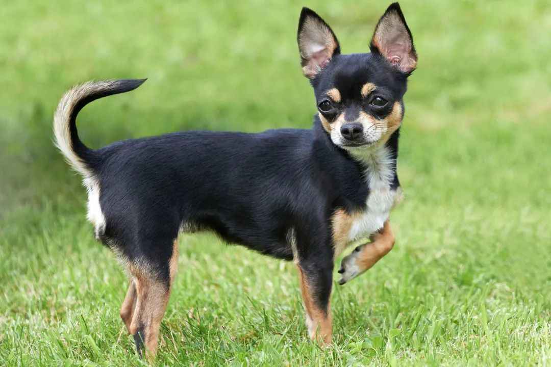 The Enduring Appeal of Chihuahuas