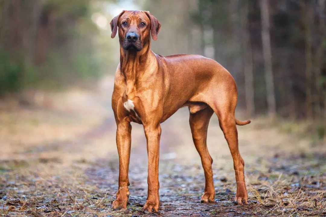 South Africa's Lion Hound: The Rhodesian Ridgeback - A Perfect Blend of Strength and Loyalty