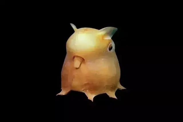 The Dumbo Octopus: A Deep - Sea Marvel Named After Disney's Beloved Elephant