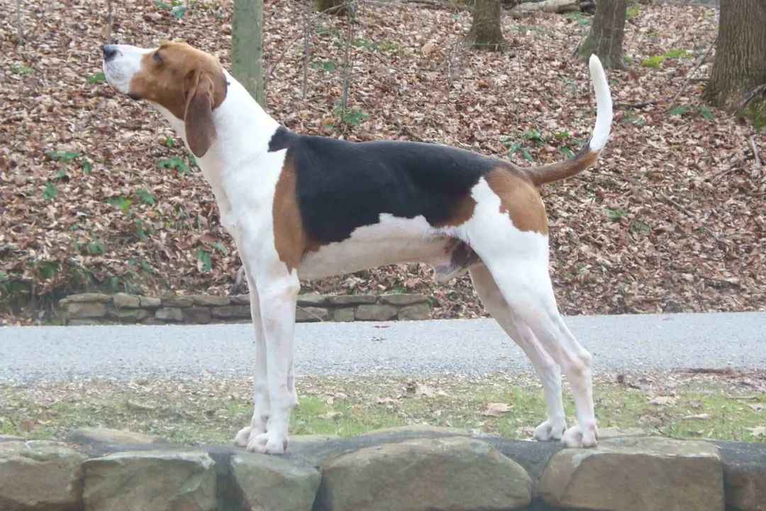 Meet the Treeing Walker Coonhound: A Loyal Hunting Companion with Exceptional Treeing Skills
