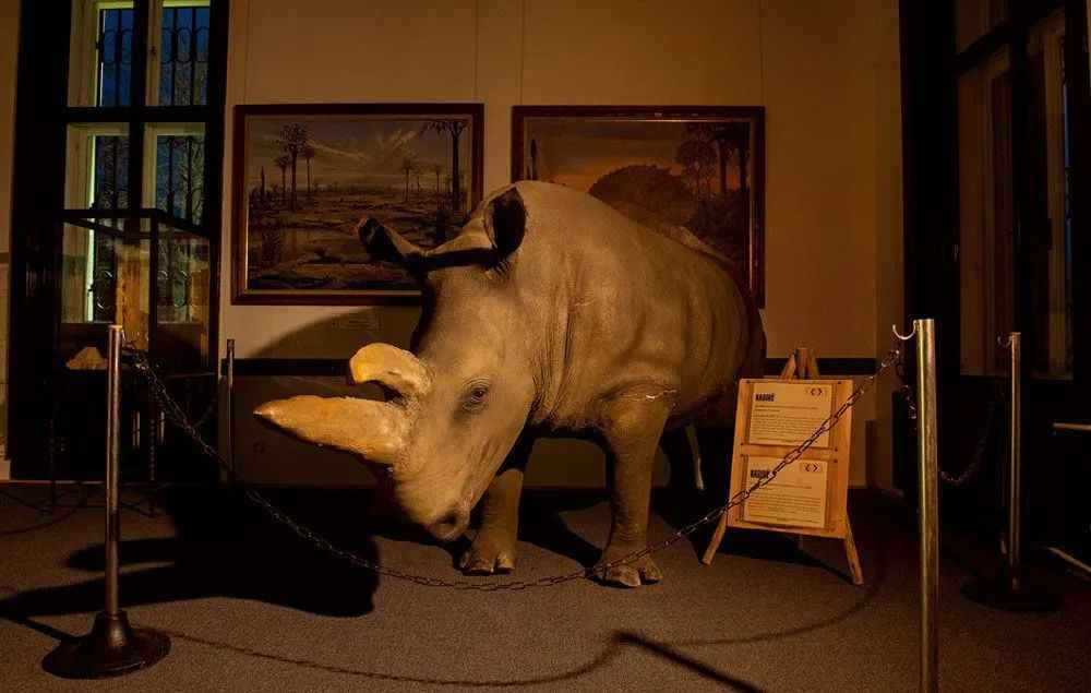 Last Male Northern White Rhino's Death Seals Species' Fate